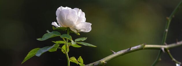 Is it a Thorn or a Rose?